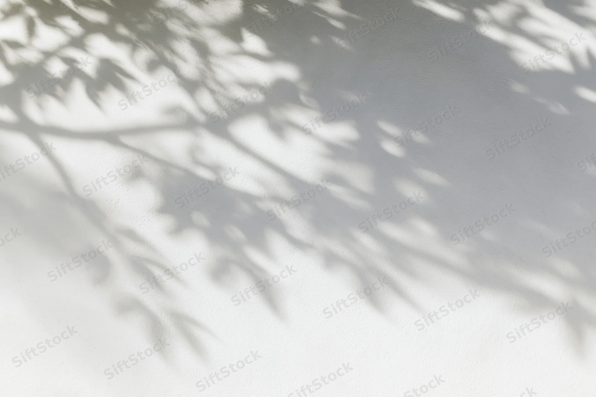 Dappled shadows of tree branches and leaves cast across a white wall