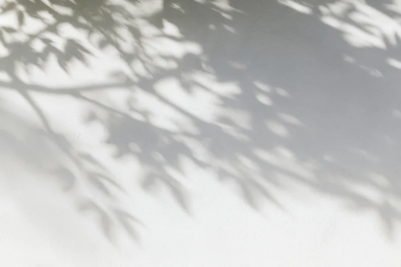Dappled shadows of tree branches and leaves cast across a white wall