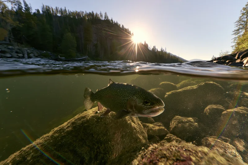 Rainbow trout swimming underwater near rocks in a river with sunlight shining through the surface and forested mountains in the background