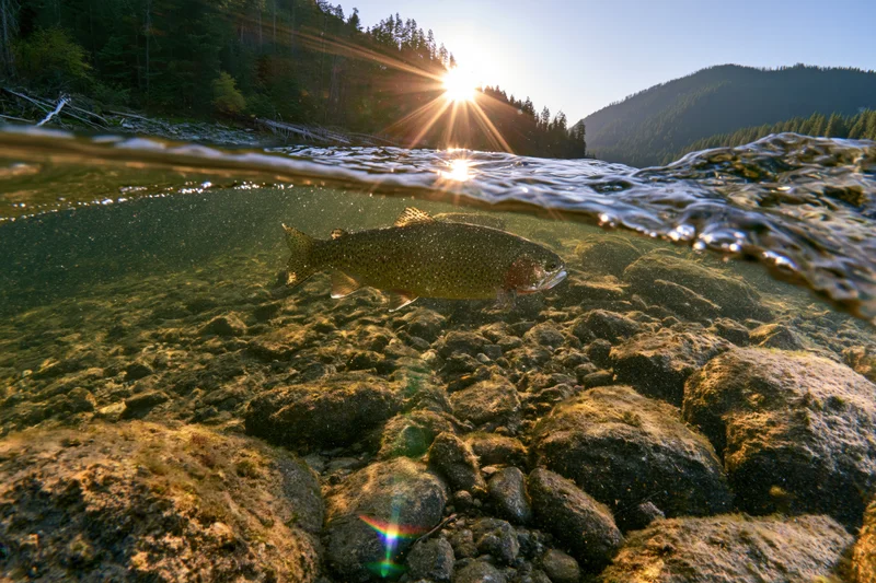 Rainbow trout suspended in clear river water beneath sunlit surface with forested mountains in background