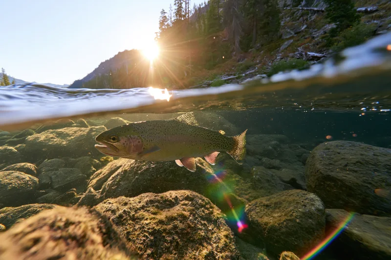 Rainbow trout swimming underwater in a mountain river with sunlight shining through the surface