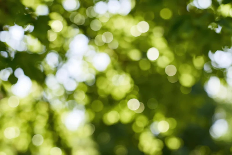 Sunlit tree canopy leaves out of focus creating abstract bokeh effect