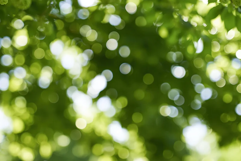 Sunlit tree canopy with blurred green leaves and bokeh light spots
