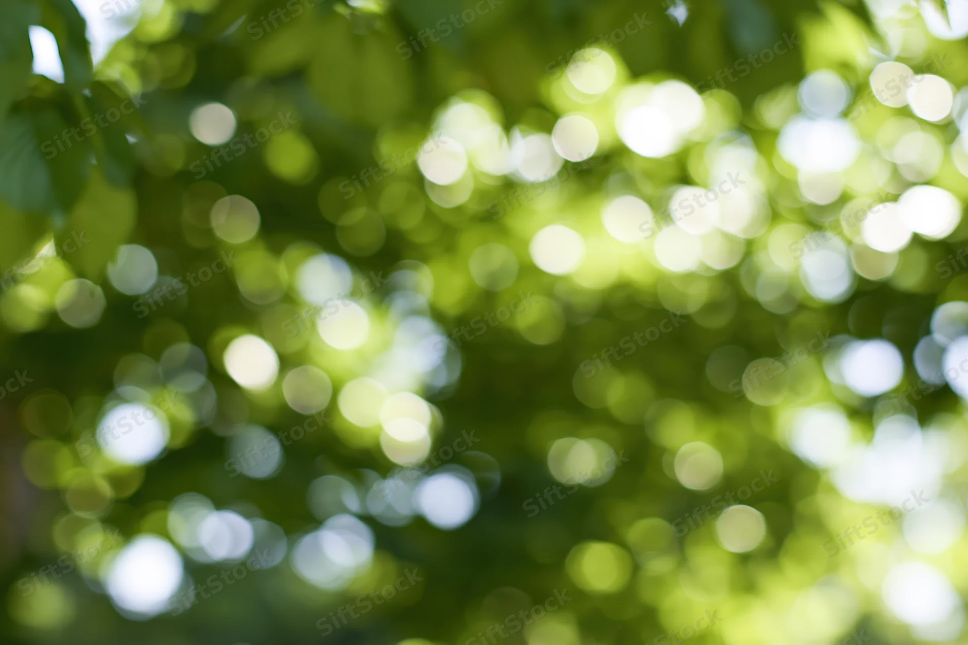 Sunlit tree canopy leaves blurred into abstract green bokeh background