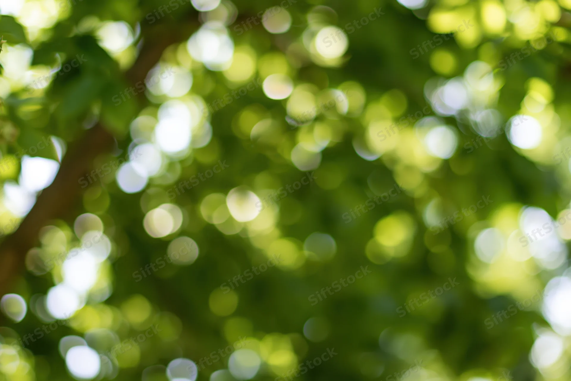 Sunlit tree canopy with blurred green leaves and bokeh light effects