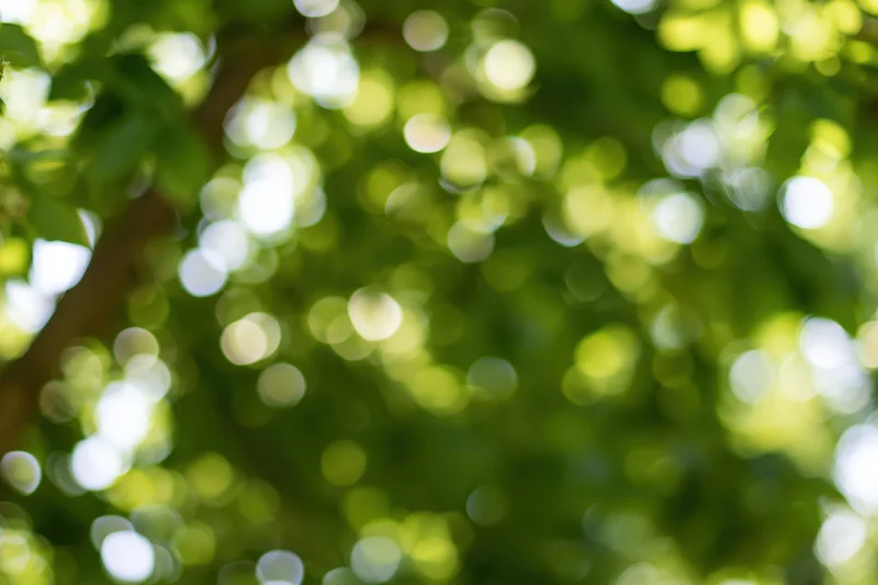Sunlit tree canopy with blurred green leaves and bokeh light effects