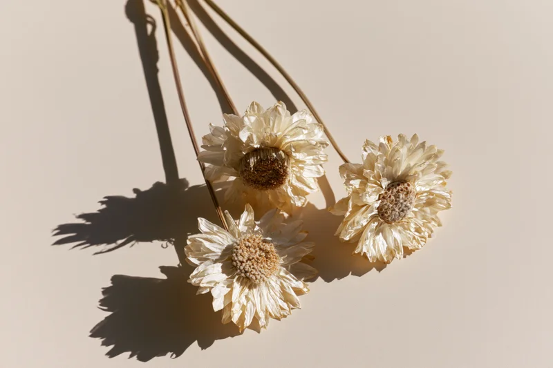 Three dried cream-white daisy-like flowers with long thin stems arranged on a beige surface casting soft shadows