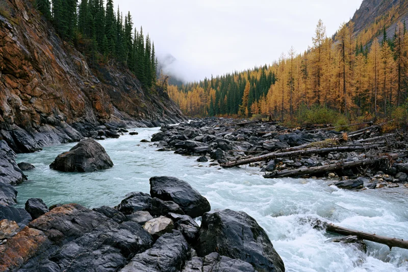 Turquoise glacial river rushing over dark wet boulders through a mountain valley lined with autumn larch and evergreen trees