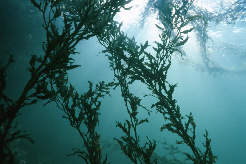 Upward view through tall branching seaweed in clear blue ocean water
