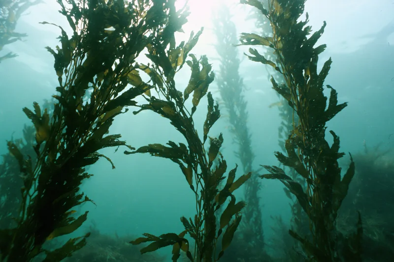 Tall seaweed swaying underwater with sunlight filtering through from above