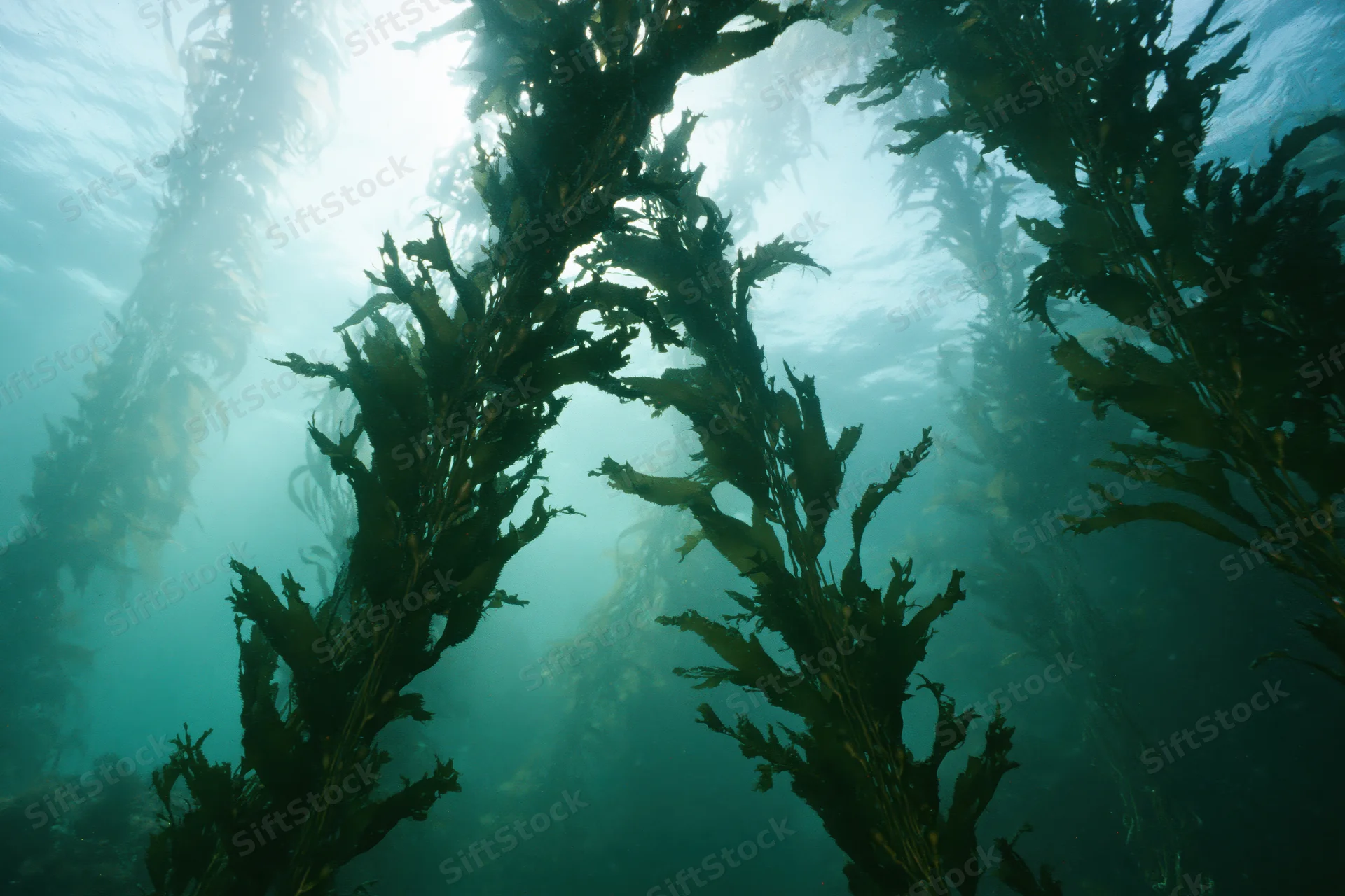 Upward view through tall kelp swaying in ocean water beneath sunlit surface