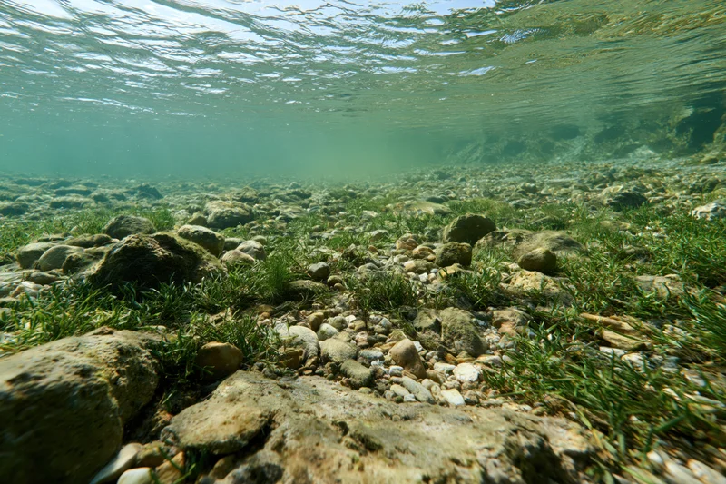 Underwater view of a shallow freshwater riverbed with seagrass and rocks beneath clear water