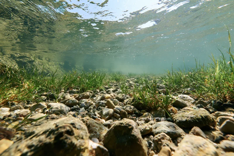 Underwater view of a shallow freshwater riverbed with pebbles and seagrass beneath clear water