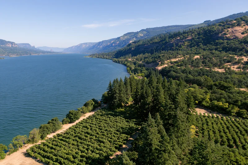 Aerial view of the Columbia River Gorge with vineyards and forested hills along the riverbank