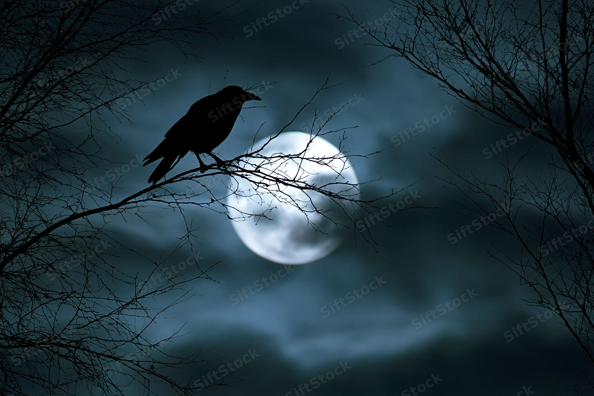 Crow perched on bare branch silhouetted against full moon in dark sky