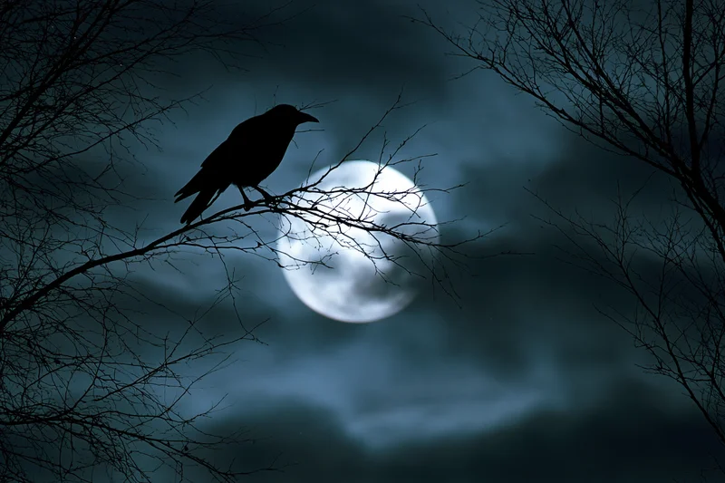 Crow perched on bare branch silhouetted against full moon in dark sky