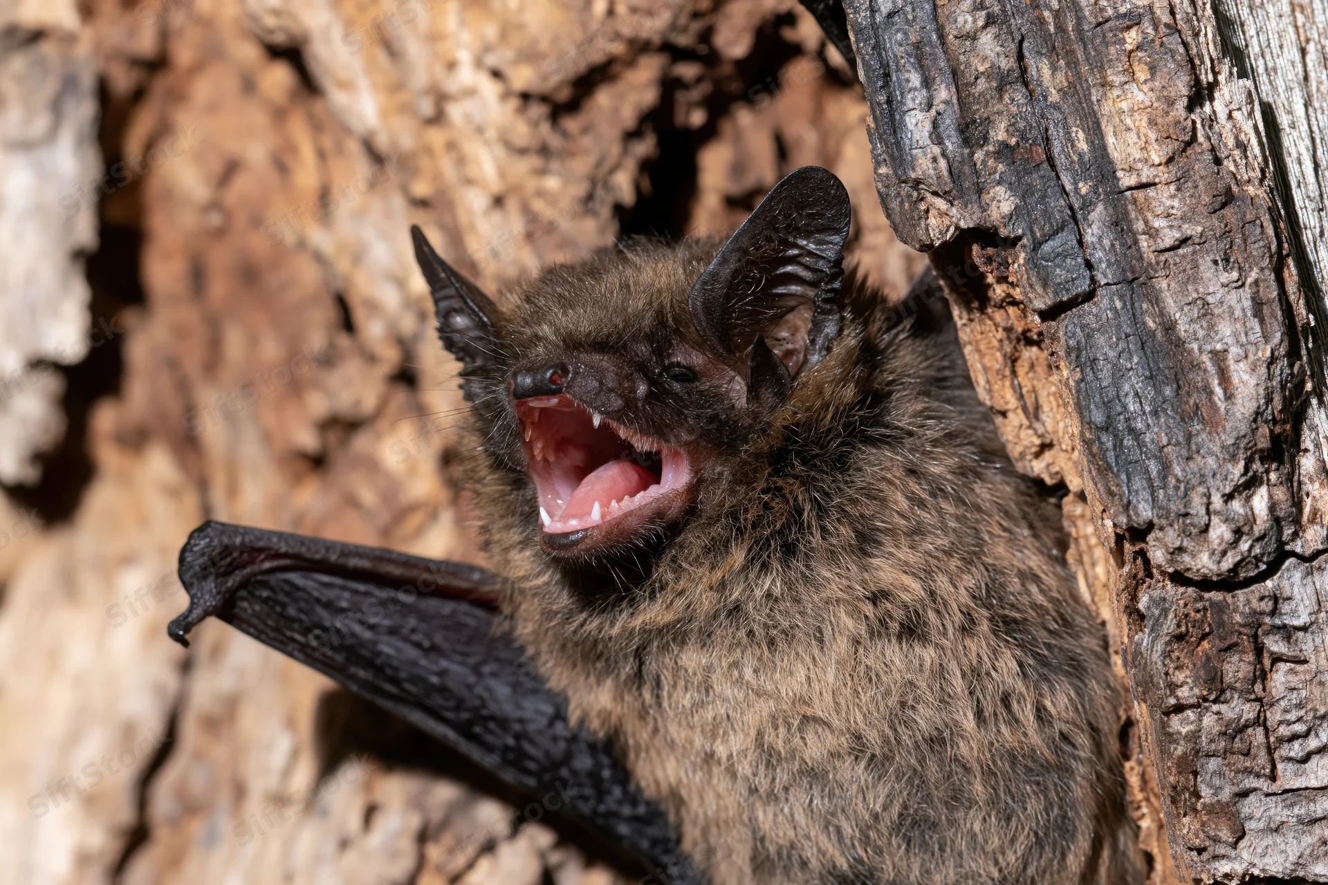 Brown bat clinging to rough tree bark with mouth open wide