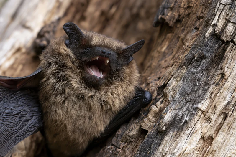 Brown bat clinging to rough tree bark with mouth open wide
