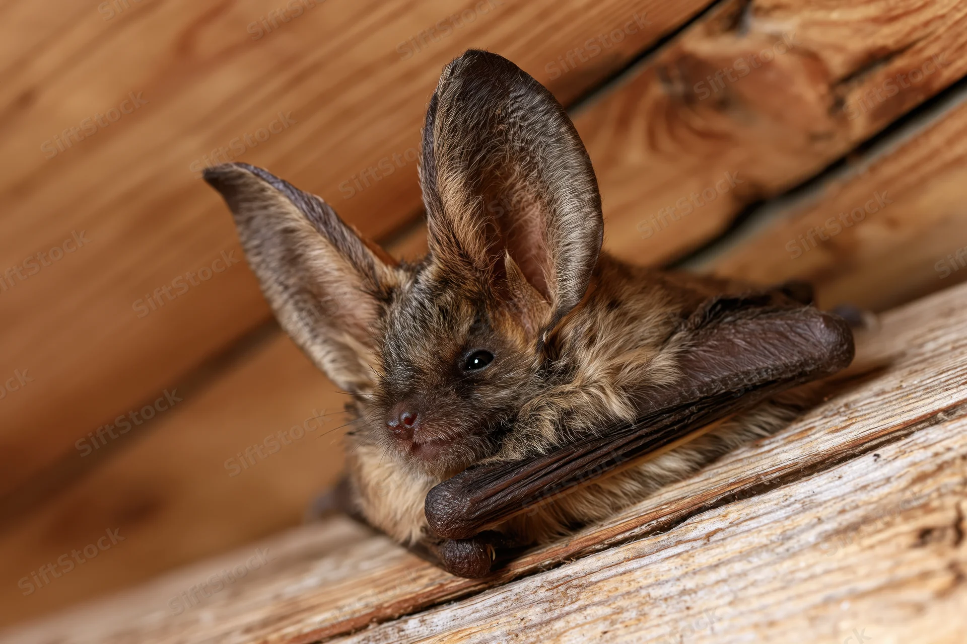 Long-eared bat resting with wings folded on wooden surface