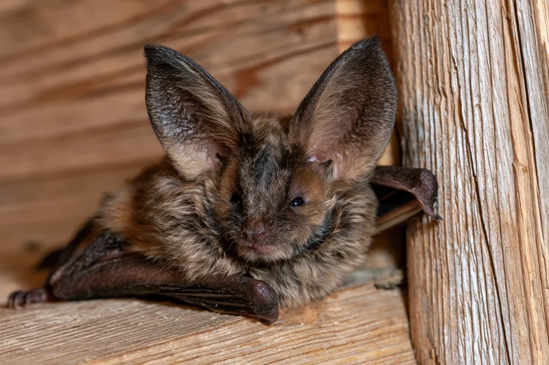 Brown long-eared bat resting with wings folded against wooden surface