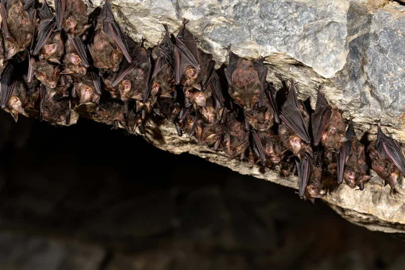 Colony of small bats roosting upside down on a cave ceiling