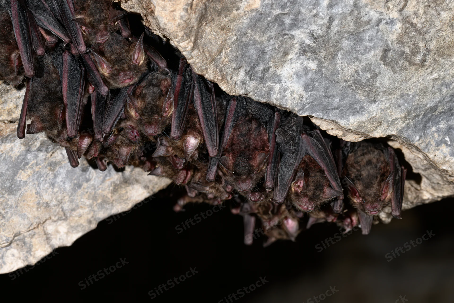 Colony of small bats roosting upside down on a cave ceiling
