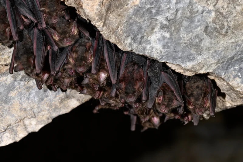 Colony of small bats roosting upside down on a cave ceiling