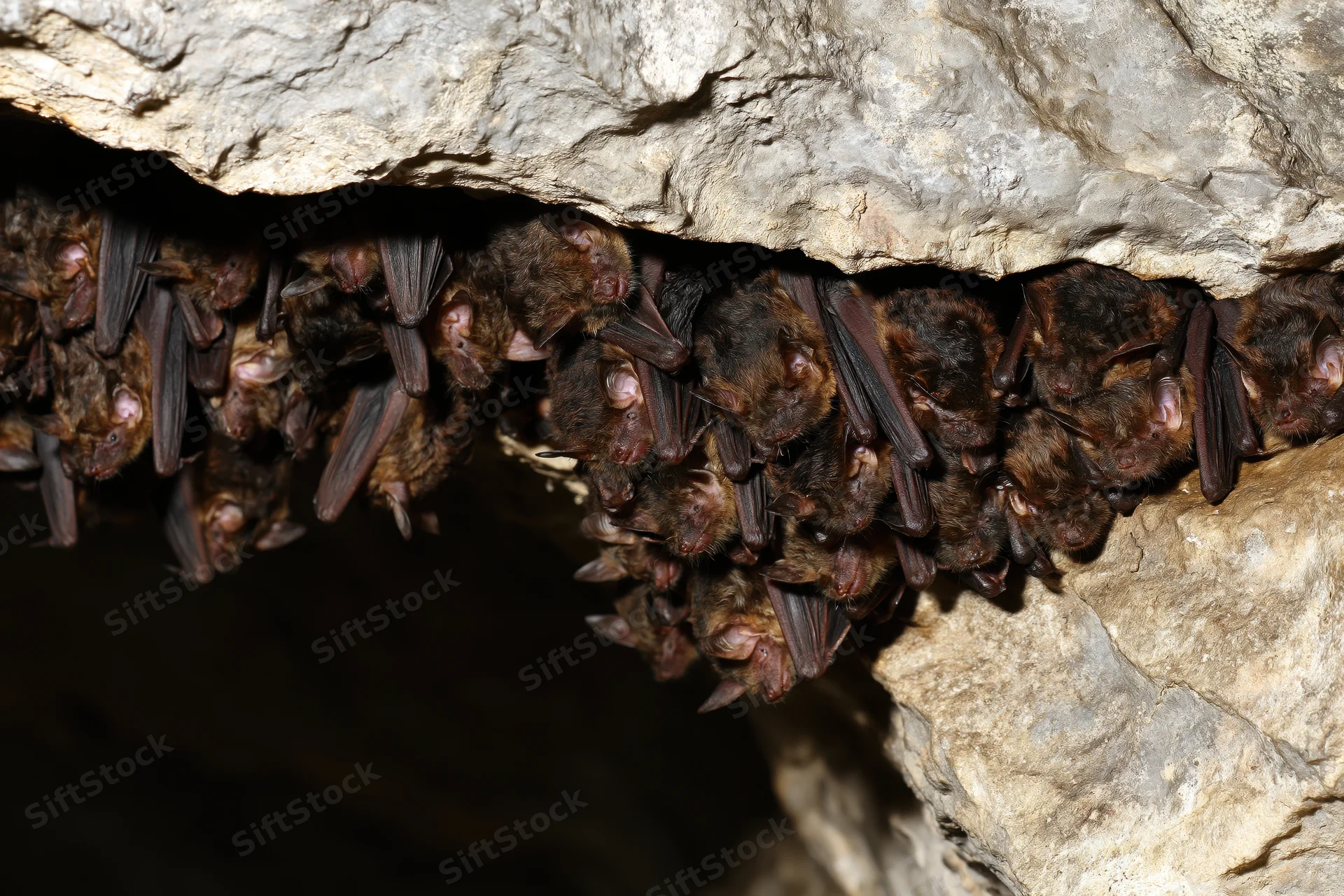 Colony of small bats roosting upside down on a cave ceiling