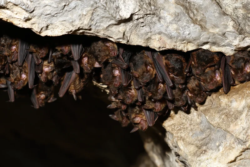 Colony of small bats roosting upside down on a cave ceiling