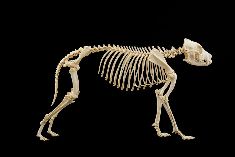 Complete articulated dog skeleton in lateral profile against black background