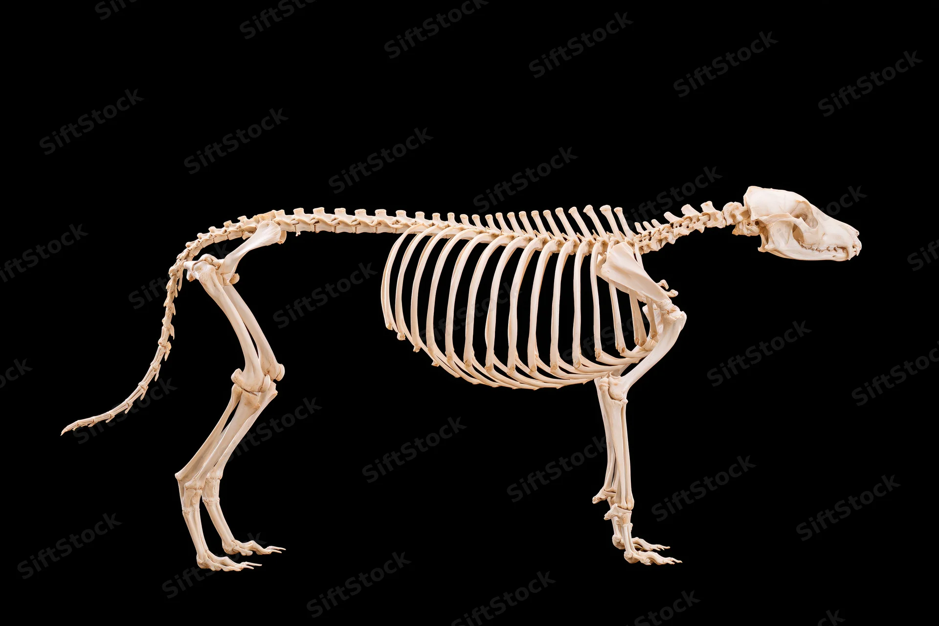 Complete articulated dog skeleton in lateral profile on black background