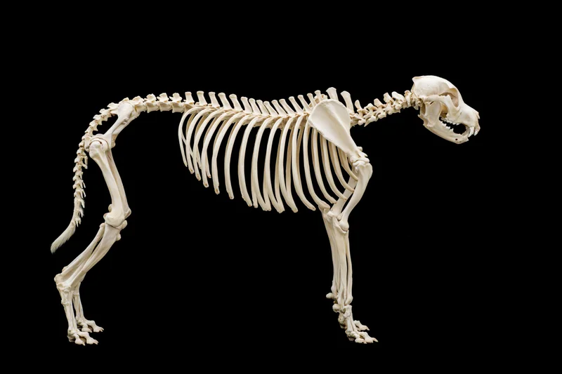 Complete articulated dog skeleton in lateral profile against black background