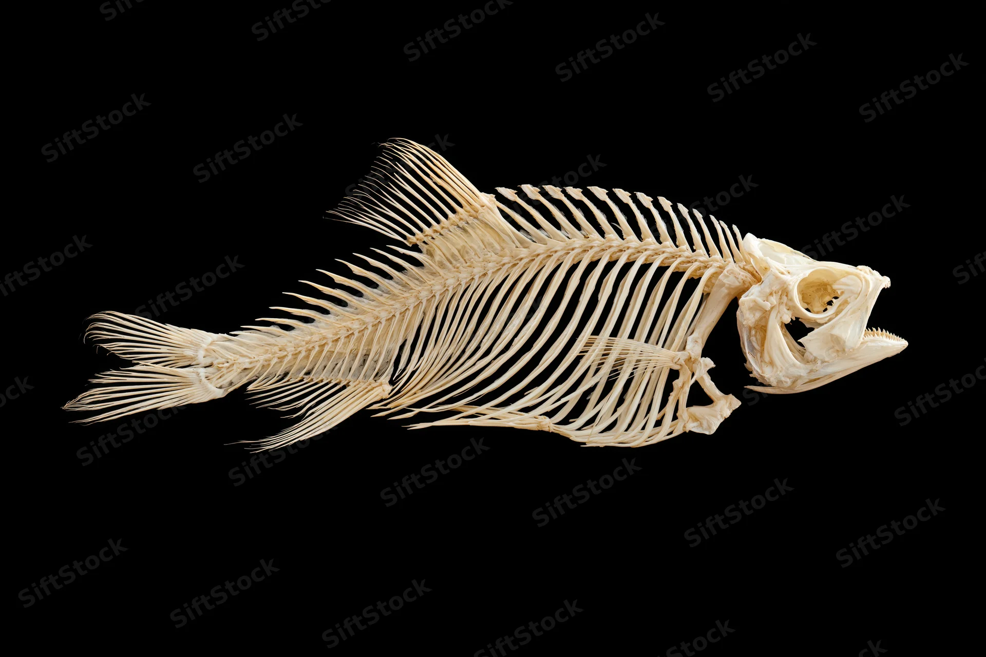 Articulated fish skeleton in lateral profile against black background