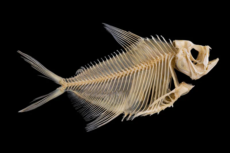 Articulated fish skeleton in lateral profile against black background