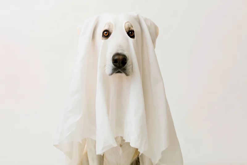 Dog wearing draped white sheet ghost costume in studio setting