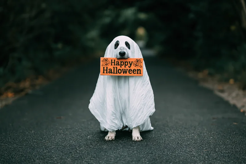 Dog in white ghost costume holding orange happy halloween sign on paved path