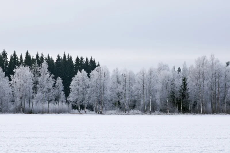 Snow-covered field stretching toward a frosted treeline of birch and pine trees under an overcast sky