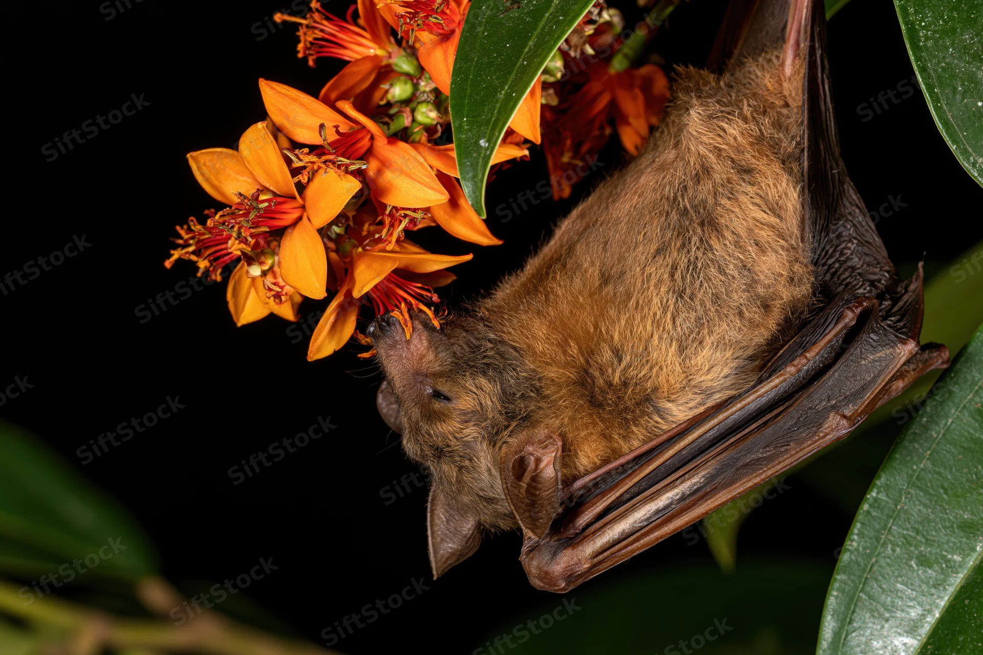 Fruit bat hanging upside down feeding on orange blossoms among green leaves at night