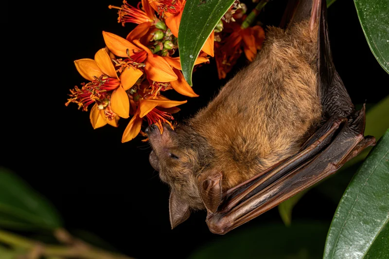 Fruit bat hanging upside down feeding on orange blossoms among green leaves at night