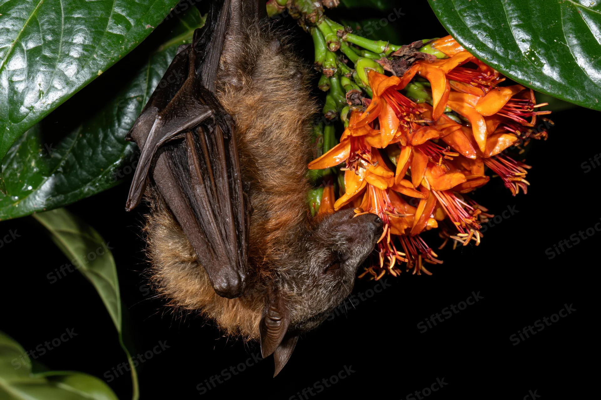 Fruit bat hanging upside down feeding on orange flowers in a dark tropical setting