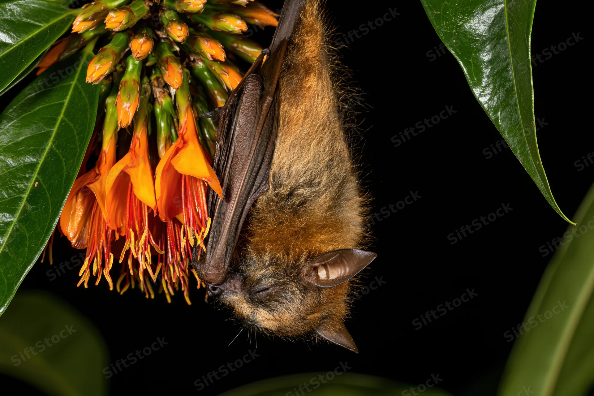 Fruit bat hanging upside down feeding on orange flowers at night