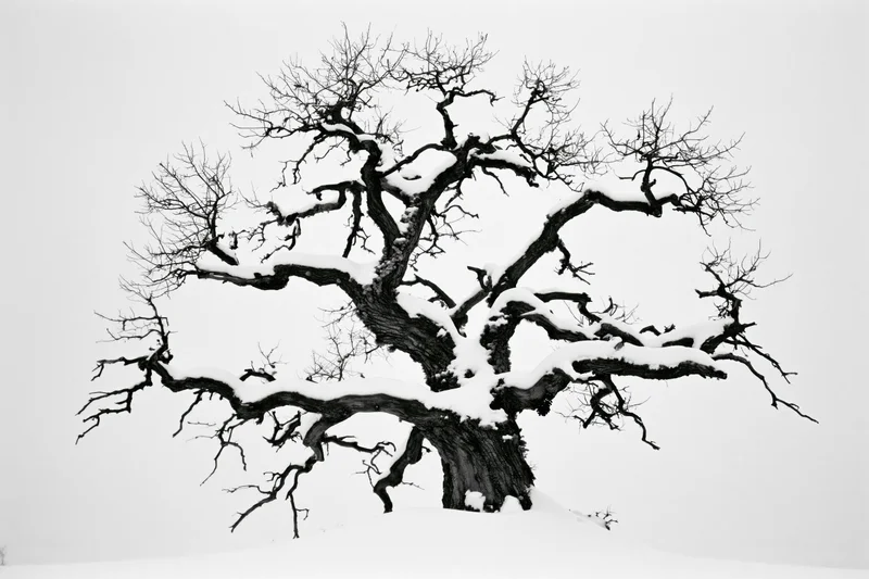 Gnarled leafless tree with snow on branches in winter landscape