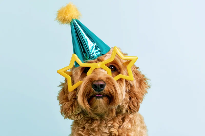 Golden cockapoo dog wearing teal metallic party hat and yellow star sunglasses against light blue background
