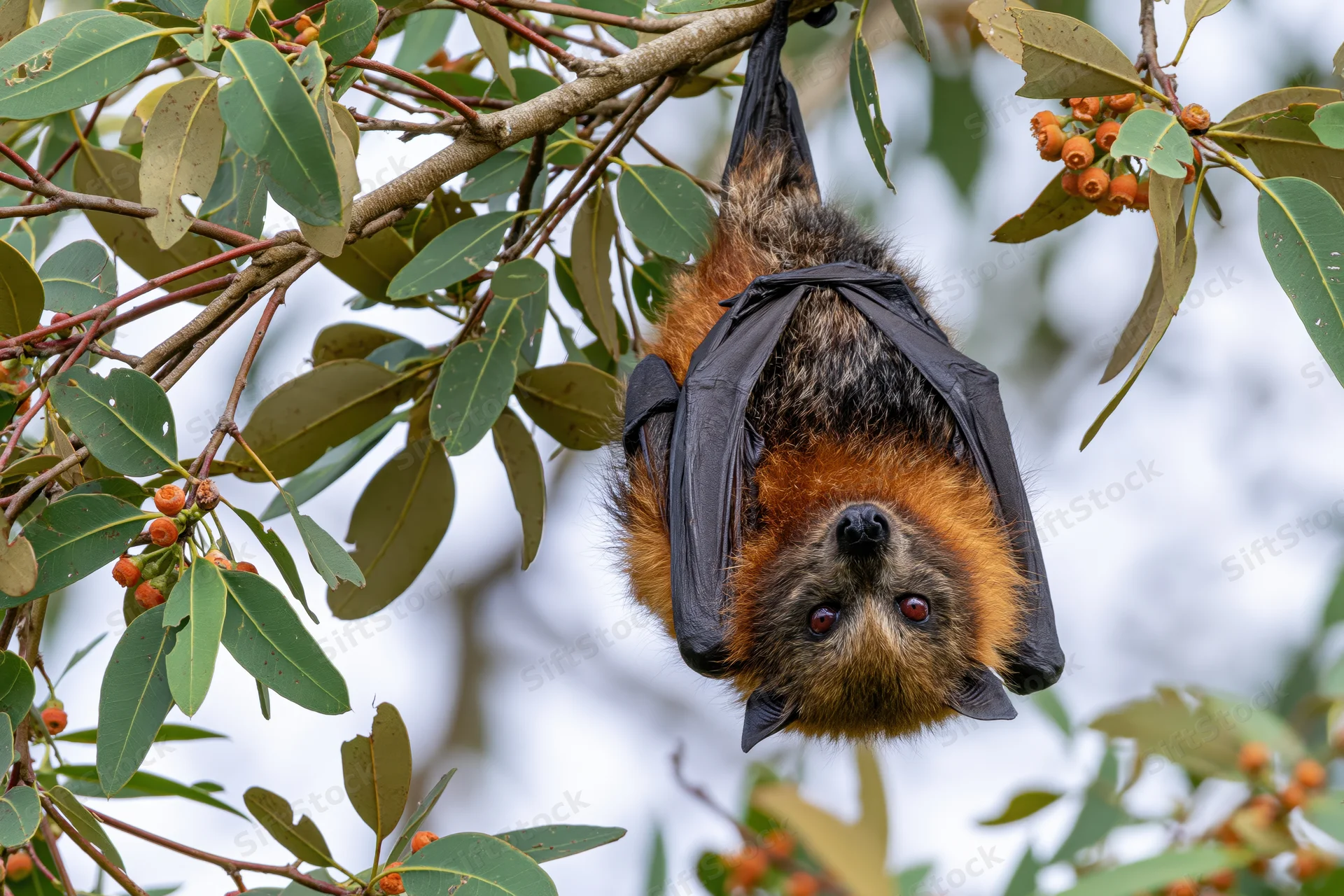 Flying fox hanging upside down from a eucalyptus tree branch among green leaves and orange fruit