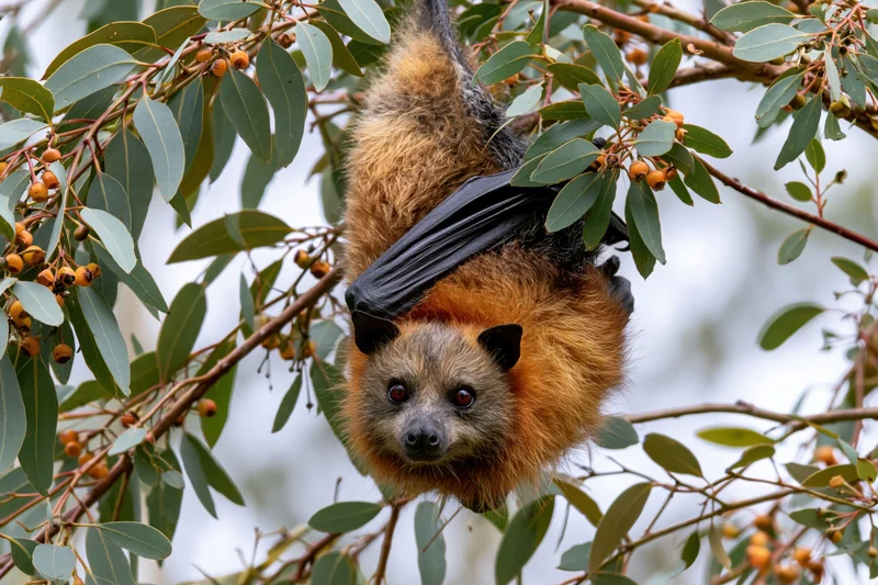 Grey-headed flying fox hanging upside down from a eucalyptus tree branch among green leaves and orange fruit