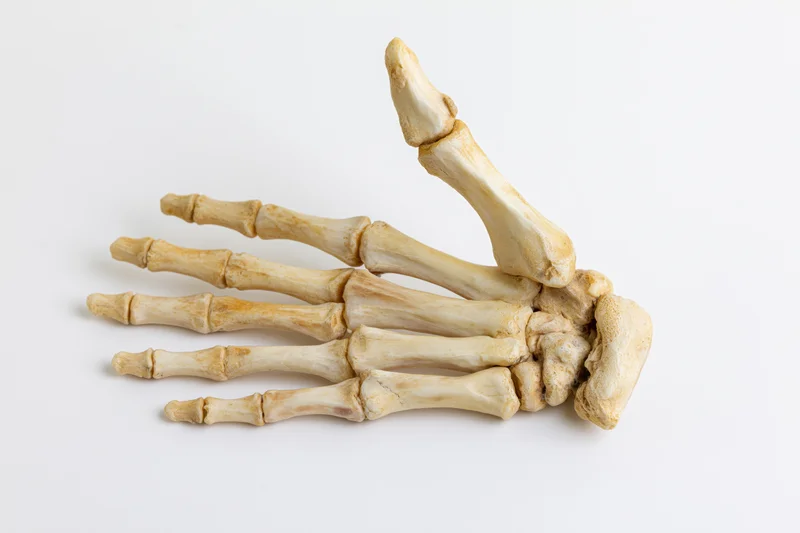 Human skeletal hand specimen laid flat on white background