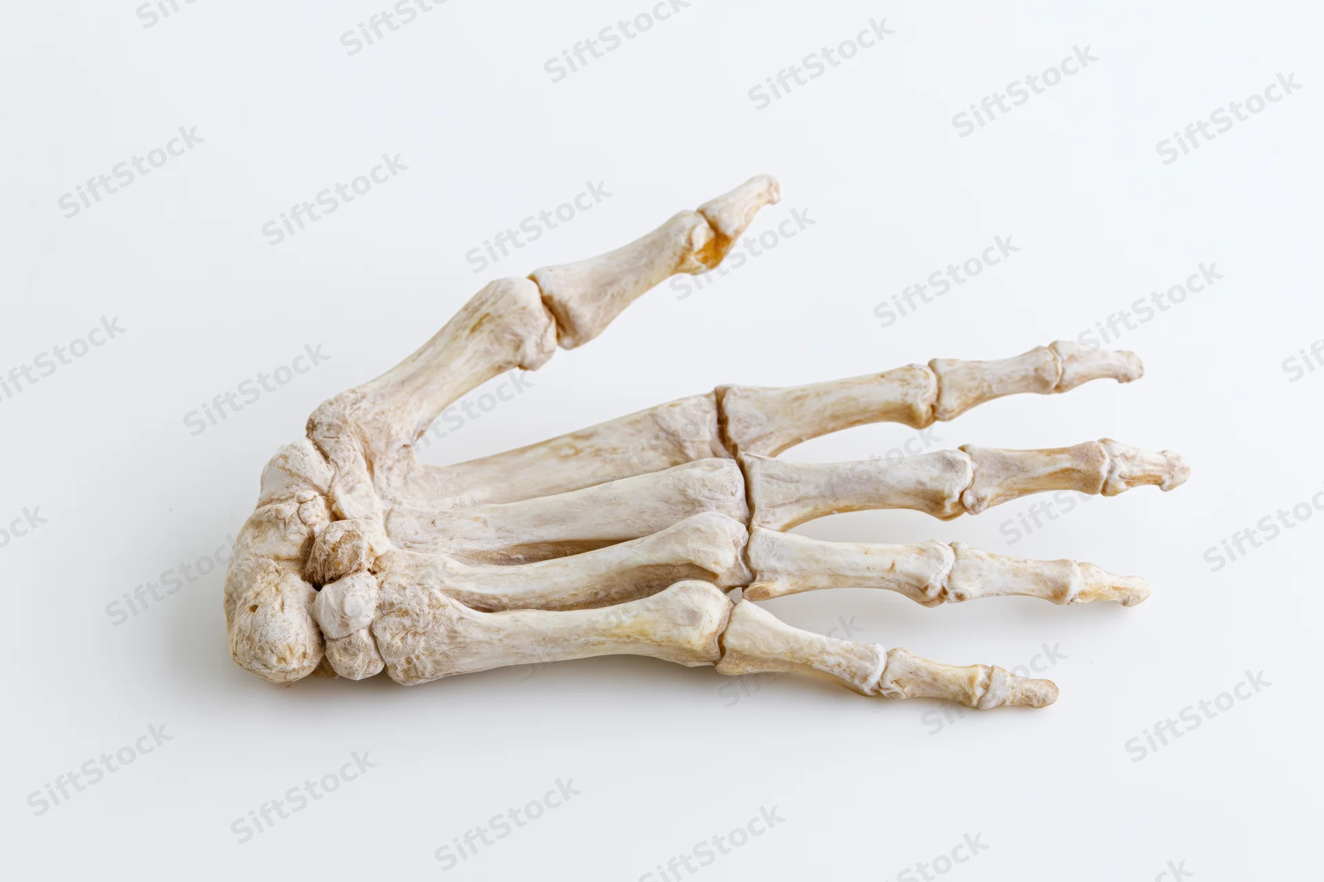 Human skeletal hand specimen lying flat on white surface