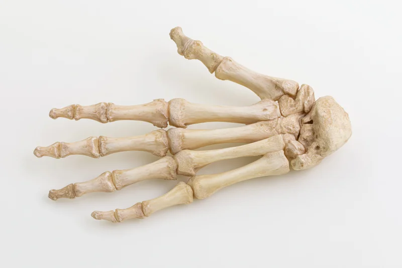 Human skeletal hand specimen displayed flat against a plain white background