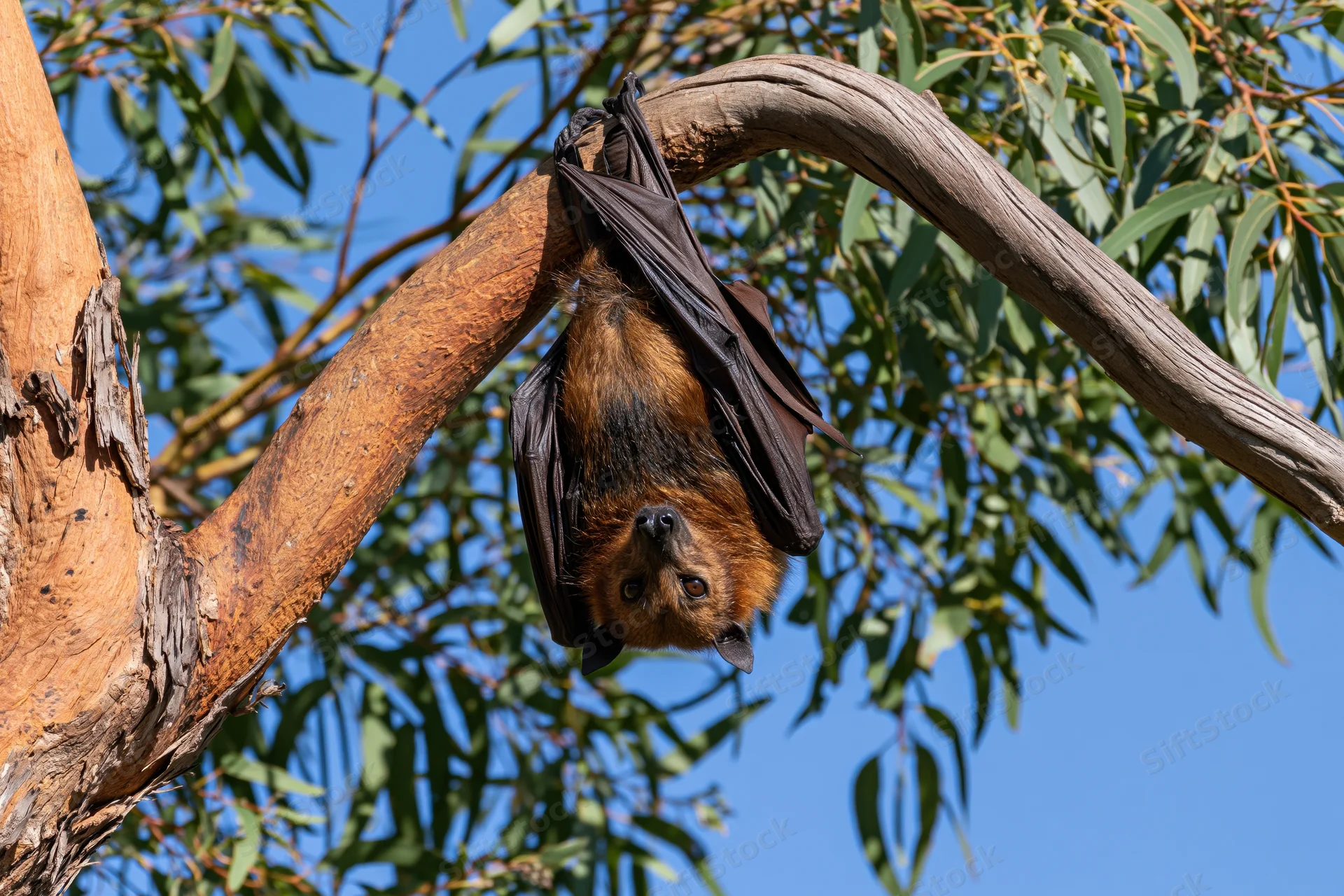 Fruit bat hanging upside down from a curved eucalyptus tree branch in daylight
