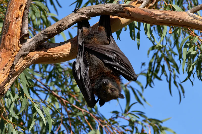 Fruit bat hanging upside down from a eucalyptus tree branch in daylight